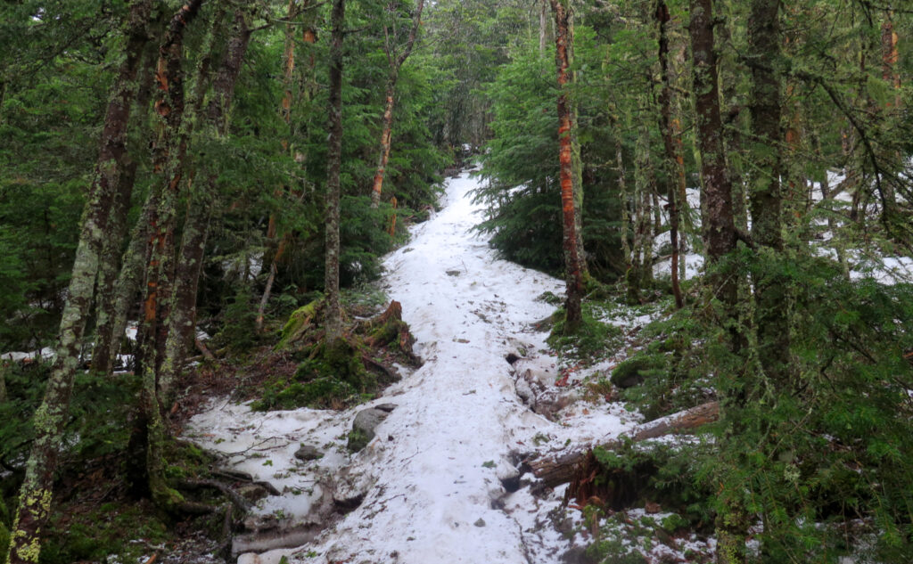 Snow on the trail on the upper stretches of the Glencliff trail. Mt Moosilauke, Benton, NH.