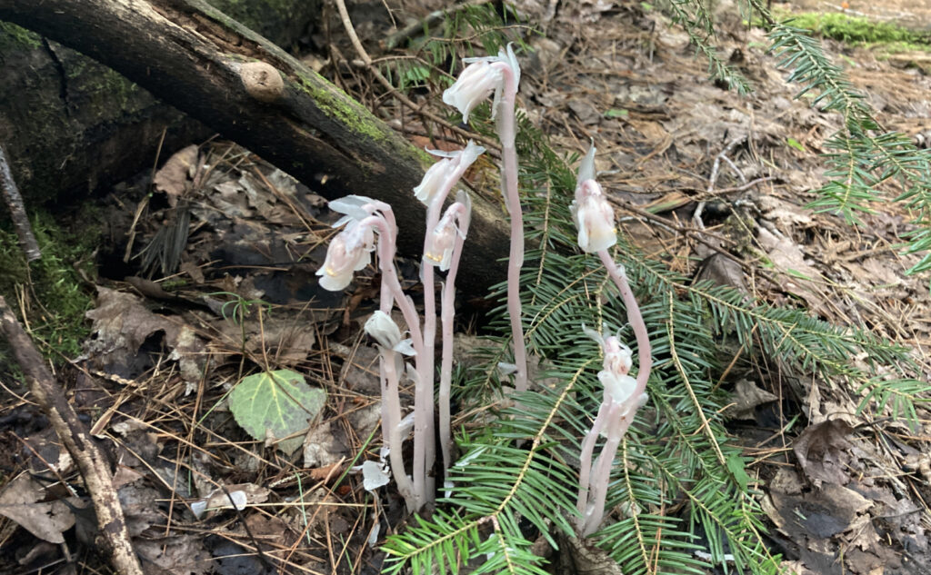 Indian Pipes. 
Pemigewasset Wilderness, east side, White Mountains, New Hampshire. 