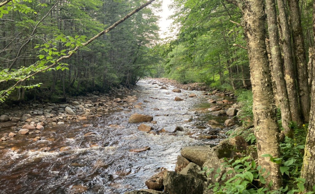 Pemigewasset Wilderness, east side, White Mountains, New Hampshire. 