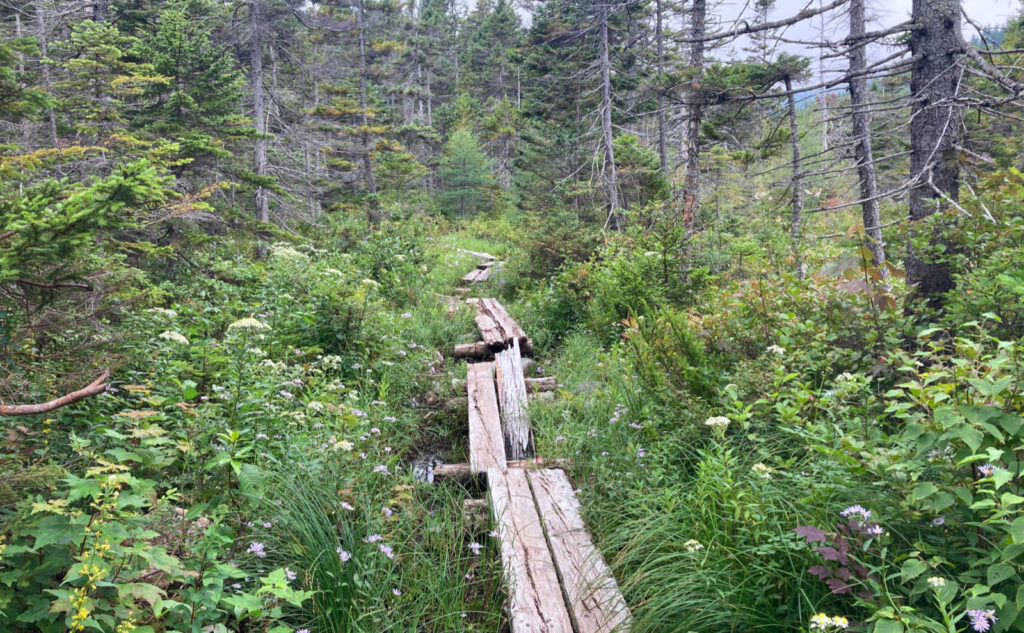 Pemigewasset Wilderness, east side, White Mountains, New Hampshire. 