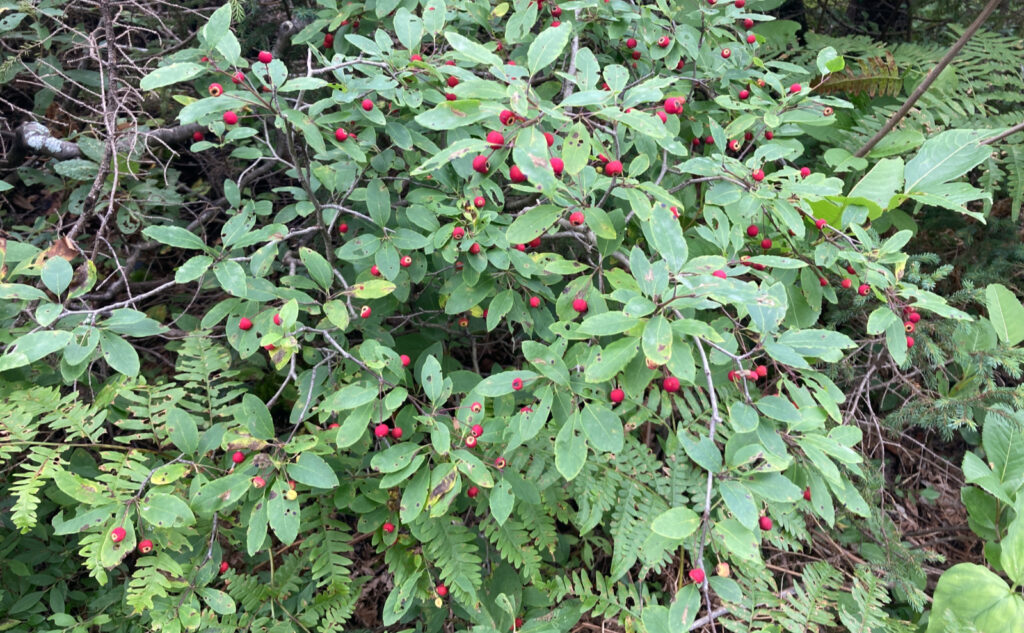 Mountain holly. 
Pemigewasset Wilderness, east side, White Mountains, New Hampshire. 