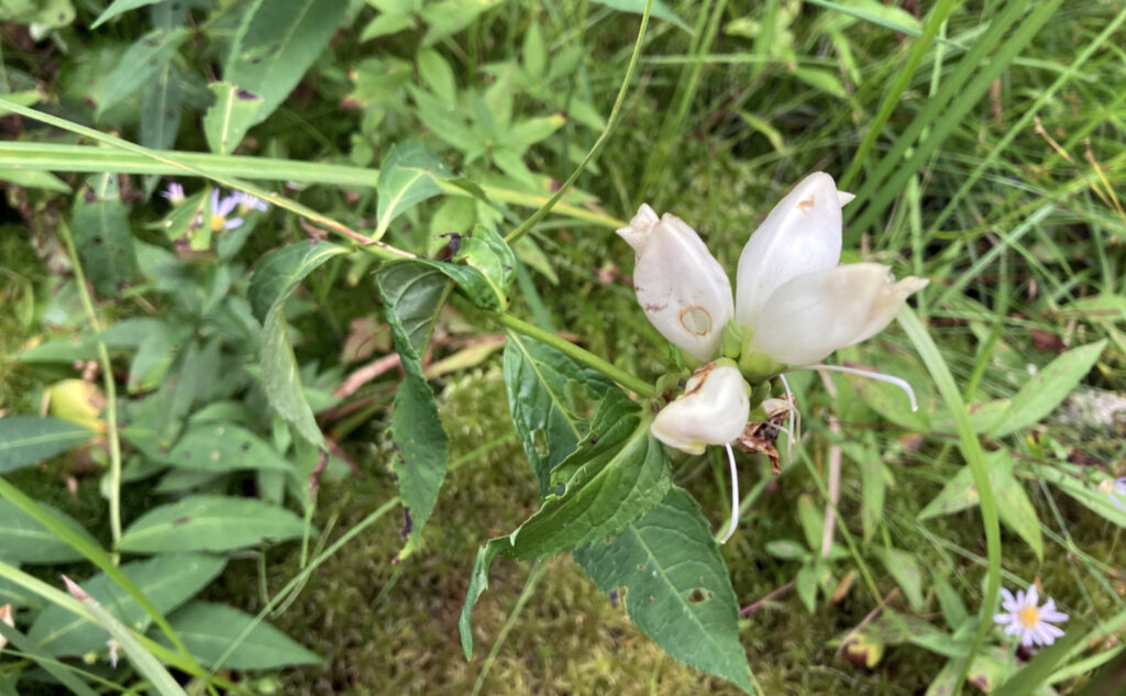 Turtlehead flowers. Pemigewasset Wilderness, east side, White Mountains, New Hampshire. 