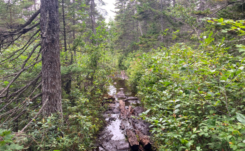 Pemigewasset Wilderness, east side, White Mountains, New Hampshire. 