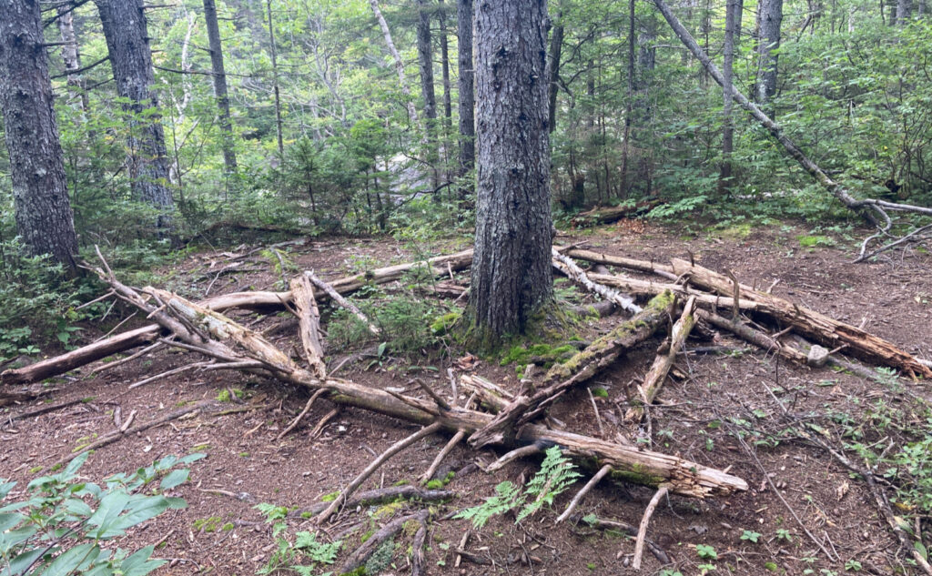 Pemigewasset Wilderness, east side, White Mountains, New Hampshire. 