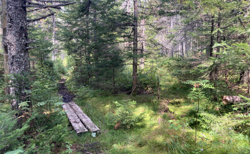 Pemigewasset Wilderness, east side, White Mountains, New Hampshire. 