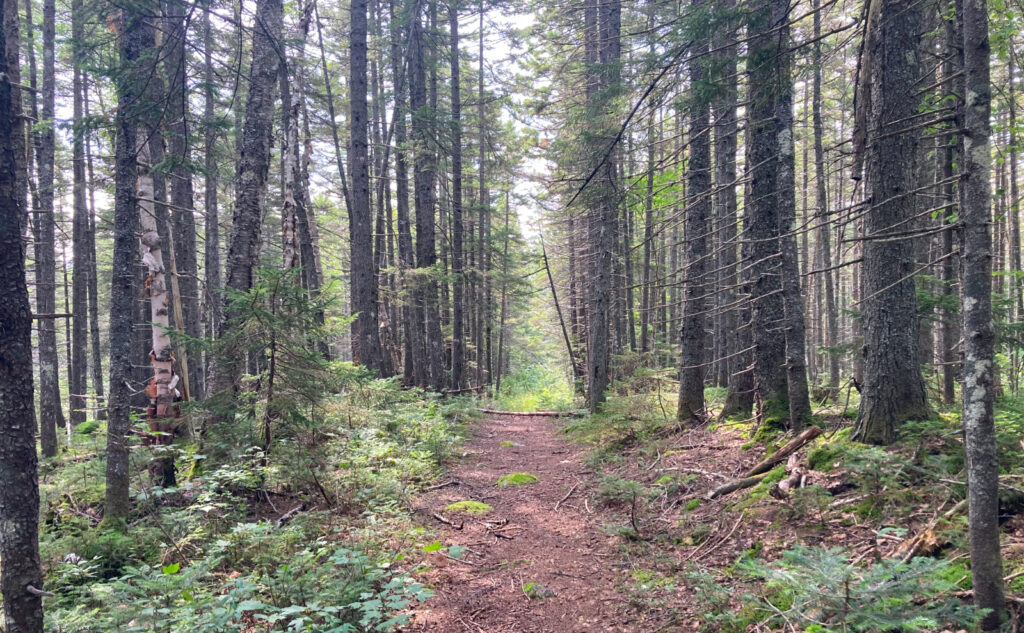 Pemigewasset Wilderness, east side, White Mountains, New Hampshire. 