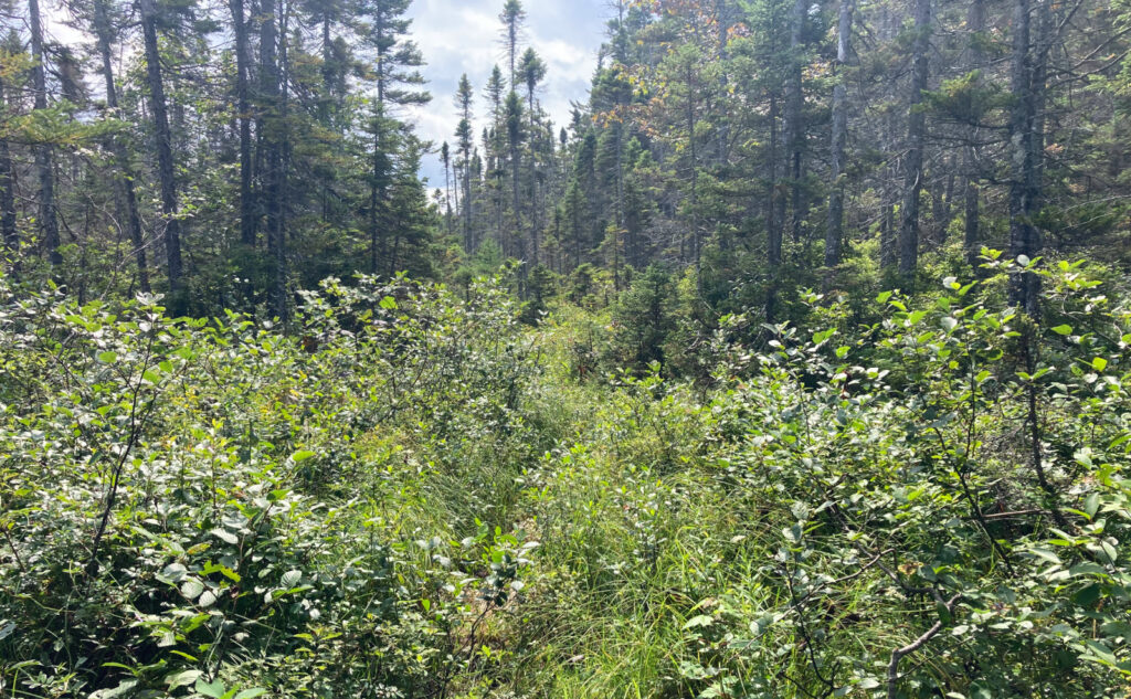 Pemigewasset Wilderness, east side, White Mountains, New Hampshire. 