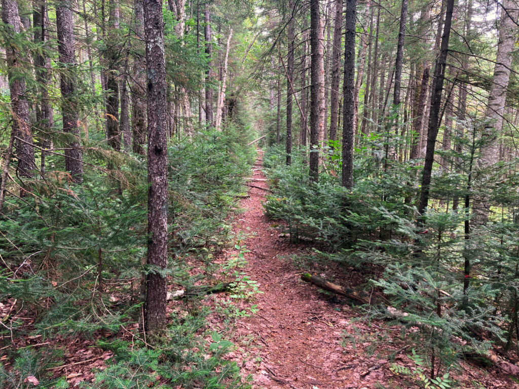 Pemigewasset Wilderness, east side, White Mountains, New Hampshire. 