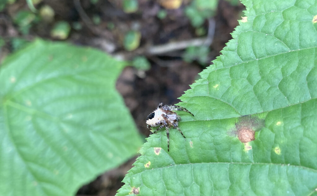 Nordmann's Orbweaver spider. Pemigewasset Wilderness, east side, White Mountains, New Hampshire. 