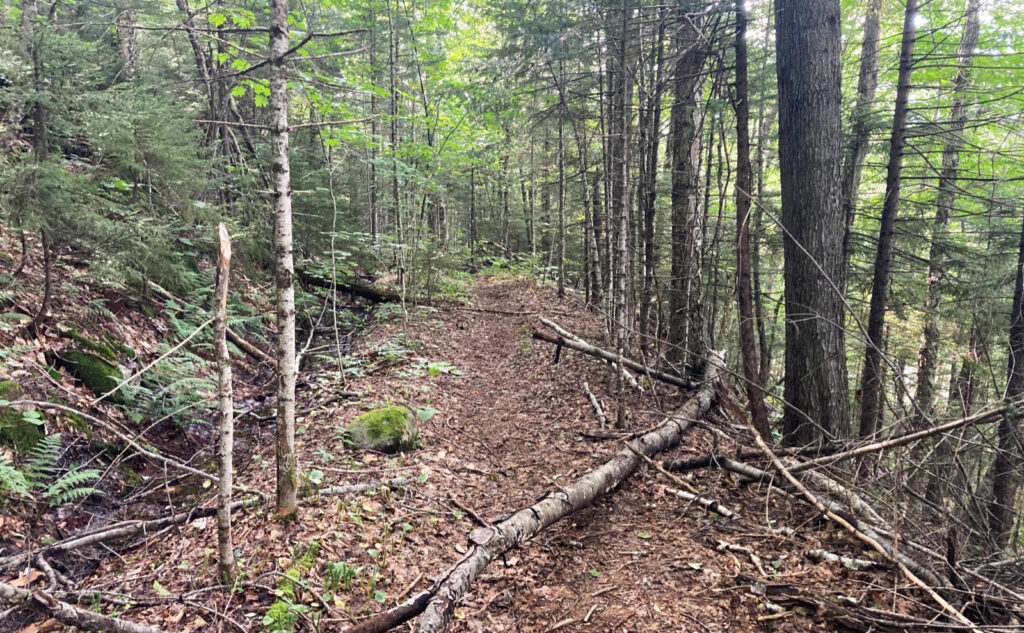 Pemigewasset Wilderness, east side, White Mountains, New Hampshire. 